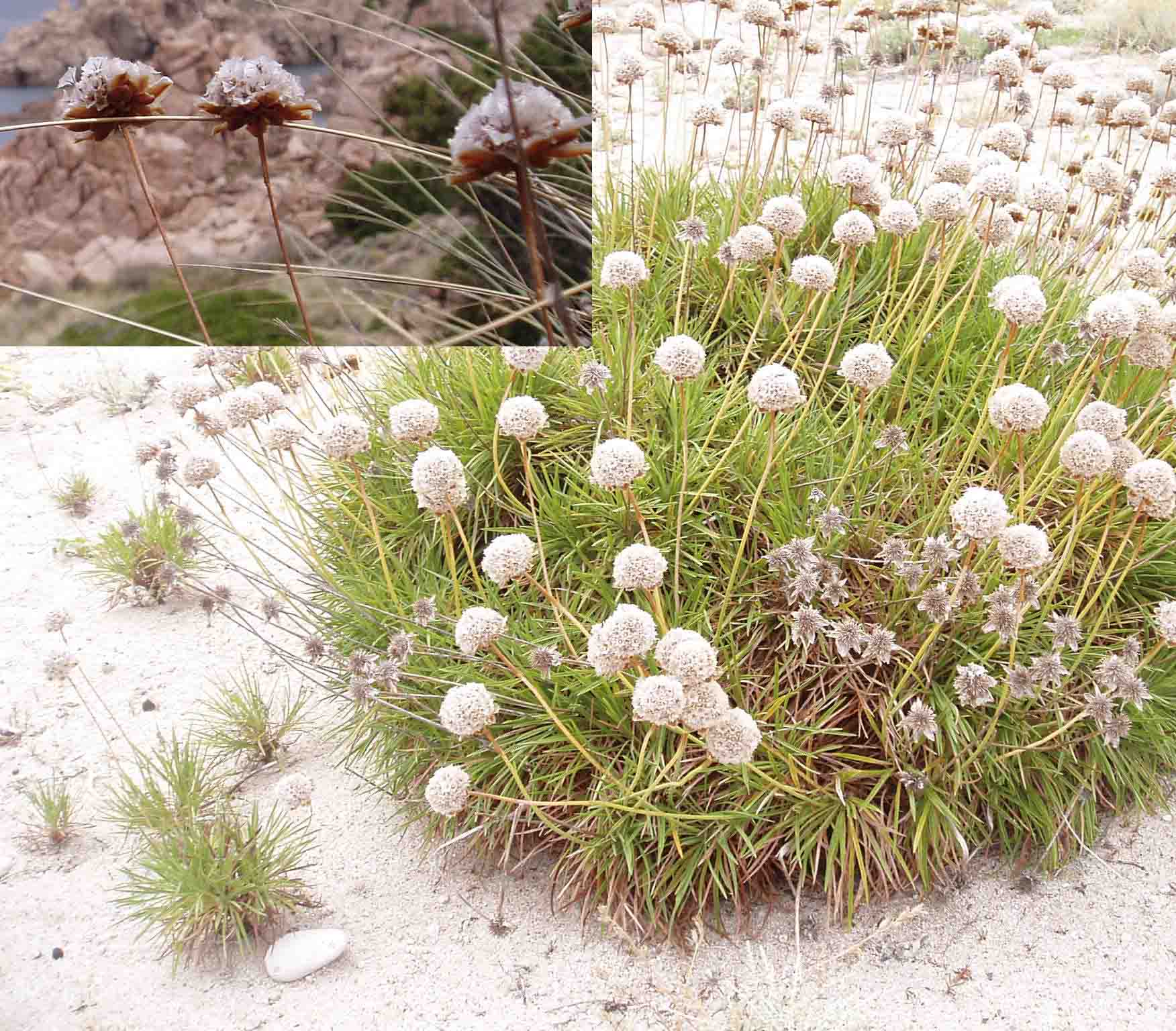 Armeria pungens / Spillone delle spiagge